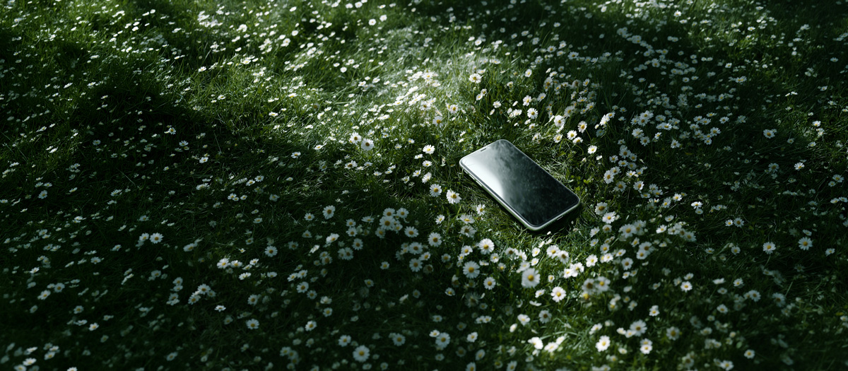 Soft morning light shining on a field of flowers